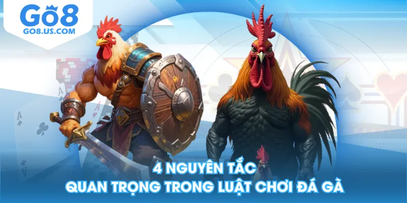 4 nguyên tắc quan trọng trong luật chơi đá gà