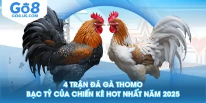 4 Trận Đá Gà Thomo Bạc Tỷ Của Chiến Kê Hot Nhất Năm 2025