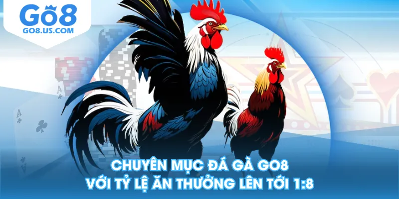 Chuyên mục đá gà GO8 với tỷ lệ ăn thưởng lên tới 1:8