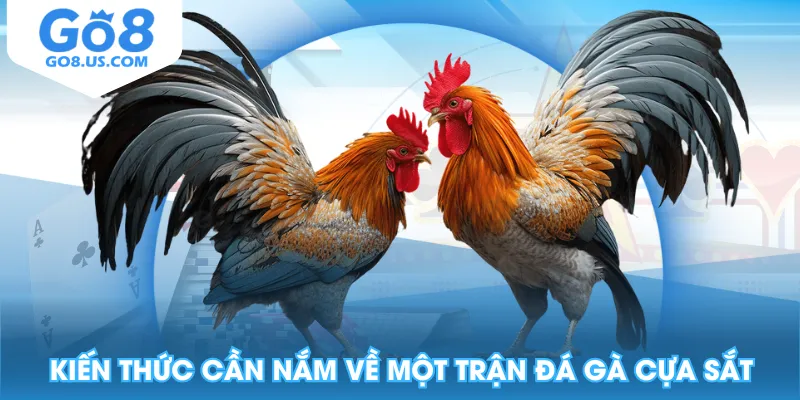Kiến thức cần nắm về một trận đá gà cựa sắt