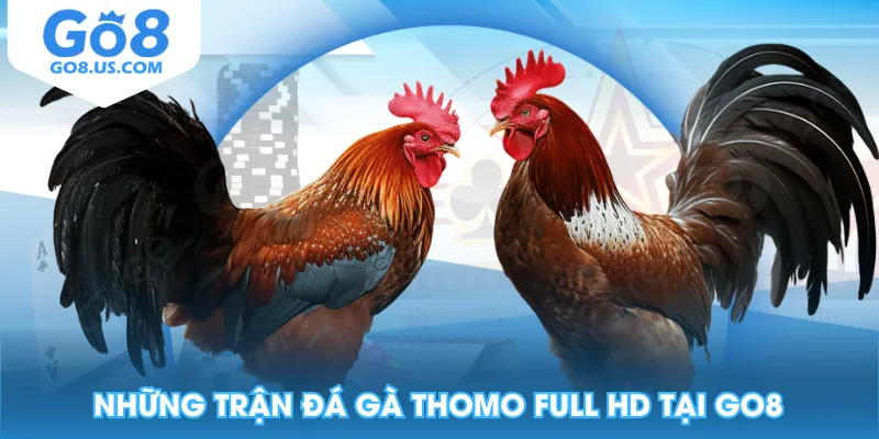 Những trận đá gà Thomo Full HD tại GO8