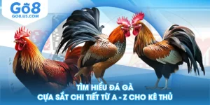 Tìm Hiểu Đá Gà Cựa Sắt Chi Tiết Từ A - Z Cho Kê Thủ