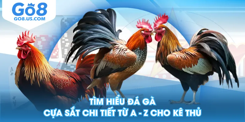 Tìm Hiểu Đá Gà Cựa Sắt Chi Tiết Từ A - Z Cho Kê Thủ