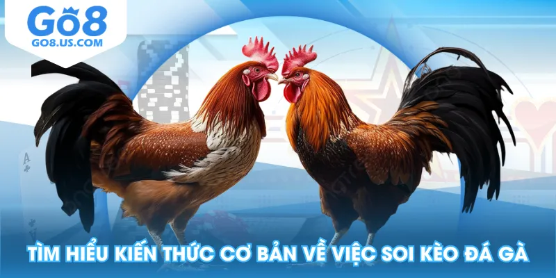 Tìm hiểu kiến thức cơ bản về việc kèo đá gà
