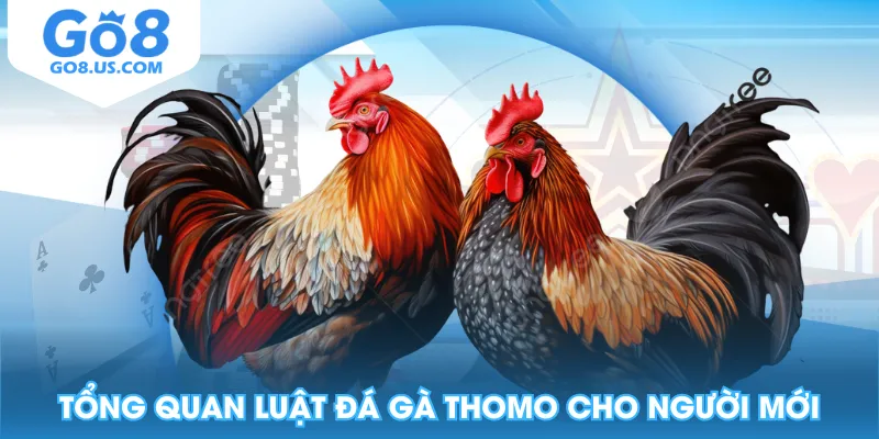Tổng quan luật đá gà Thomo cho người mới