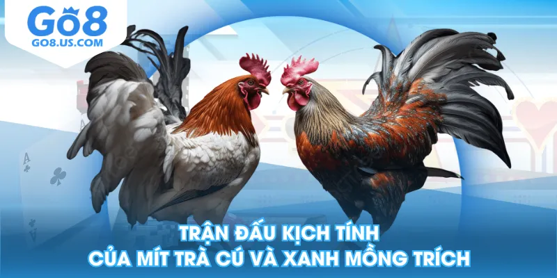 Trận đấu kịch tính của Mít Trà Cú và Xanh Mồng Trích